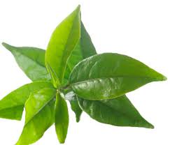 Té Verde - Te Mar